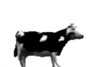 English polish cow dancing (reprised by me) 11/16