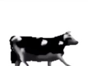 English polish cow dancing (reprised by me) 12/16