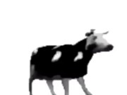 English polish cow dancing (reprised by me) 13/16