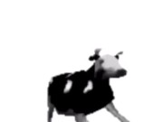 English polish cow dancing (reprised by me) 14/16