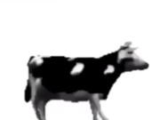 English polish cow dancing (reprised by me) 15/16