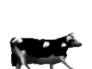 English polish cow dancing (reprised by me) 16/16