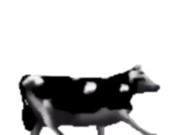 English polish cow dancing (reprised by me) 2/16