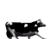 English polish cow dancing (reprised by me) 3/16