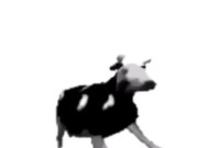 English polish cow dancing (reprised by me) 4/16