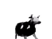 English polish cow dancing (reprised by me) 5/16