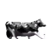 English polish cow dancing (reprised by me) 6/16