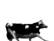English polish cow dancing (reprised by me) 7/16