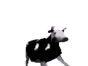 English polish cow dancing (reprised by me) 9/16