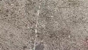 Pissing the morning away 