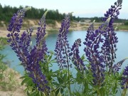 Brunette Teen Finger Fucking Her Pussy in the Warm Breeze 5/16