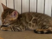 A quiet kitty is so cute .... I can watch her all the time. 10/16