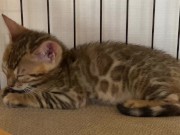 A quiet kitty is so cute .... I can watch her all the time. 11/16