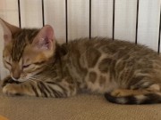 A quiet kitty is so cute .... I can watch her all the time. 12/16