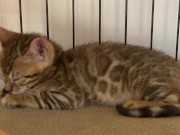 A quiet kitty is so cute .... I can watch her all the time.