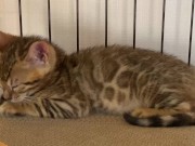 A quiet kitty is so cute .... I can watch her all the time. 14/16