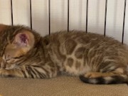 A quiet kitty is so cute .... I can watch her all the time. 15/16