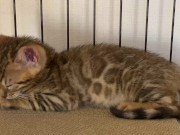 A quiet kitty is so cute .... I can watch her all the time. 16/16