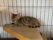 A quiet kitty is so cute .... I can watch her all the time. 2/16