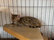 A quiet kitty is so cute .... I can watch her all the time. 3/16