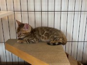 A quiet kitty is so cute .... I can watch her all the time. 4/16