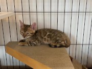 A quiet kitty is so cute .... I can watch her all the time. 5/16