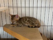 A quiet kitty is so cute .... I can watch her all the time. 6/16