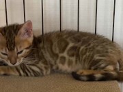 A quiet kitty is so cute .... I can watch her all the time. 7/16