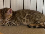 A quiet kitty is so cute .... I can watch her all the time. 8/16