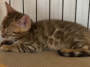 A quiet kitty is so cute .... I can watch her all the time. 9/16