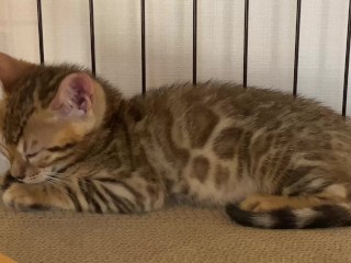 A quiet kitty is so cute …. I can watch her all the time.