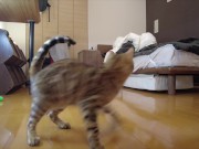 Kitty jumping  13/16