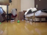 Kitty jumping  14/16