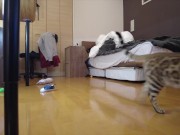 Kitty jumping  4/16