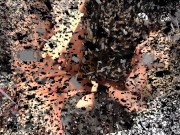 dominant handjob 146 1/16