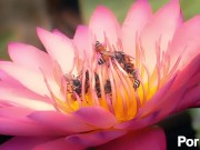 what happened to honey 4/16