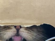 The restrained licks . 12/16