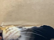 The restrained licks . 14/16