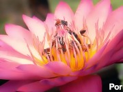 hello expo land of bees and honey 10/16