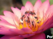 hello expo land of bees and honey 5/16