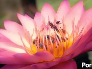 hello expo land of bees and honey 8/16