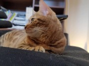 Furry bites you in intense play 1/16