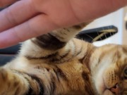 Furry bites you in intense play 10/16