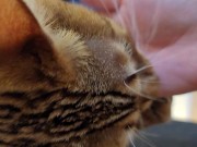 Furry bites you in intense play 11/16