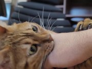 Furry bites you in intense play 12/16