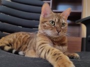 Furry bites you in intense play 15/16