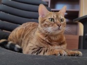 Furry bites you in intense play 16/16