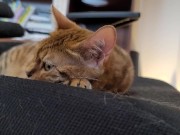 Furry bites you in intense play 2/16