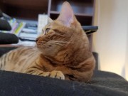 Furry bites you in intense play 3/16