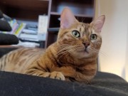 Furry bites you in intense play 4/16